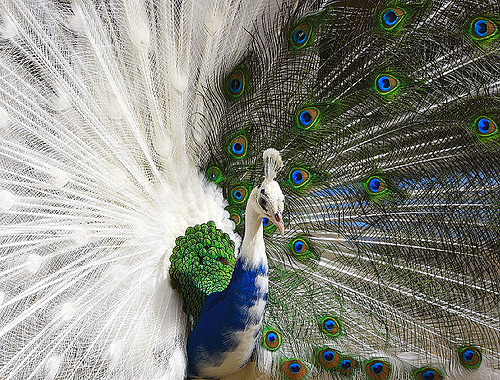 White-blue hybrid peacock