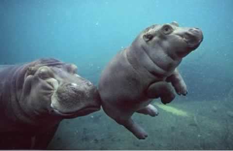 The image “http://www.neatorama.com/images/2006-02/baby-hippo.jpg” cannot be displayed, because it contains errors.