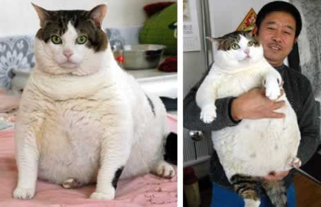 [Image: fat-cat.jpg]