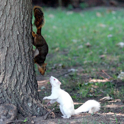 albino-squirrel-white.jpg