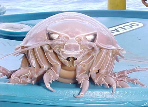 giant isopod - *!* BeAuTiFul CrEaTiOnS Of ALLAH SWT *!*