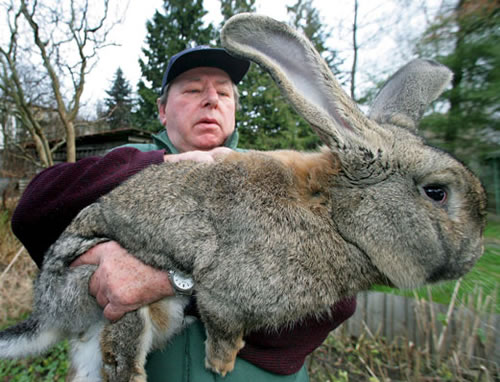 giant-rabbit.jpg