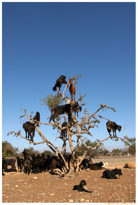 tree-goat-1.jpg