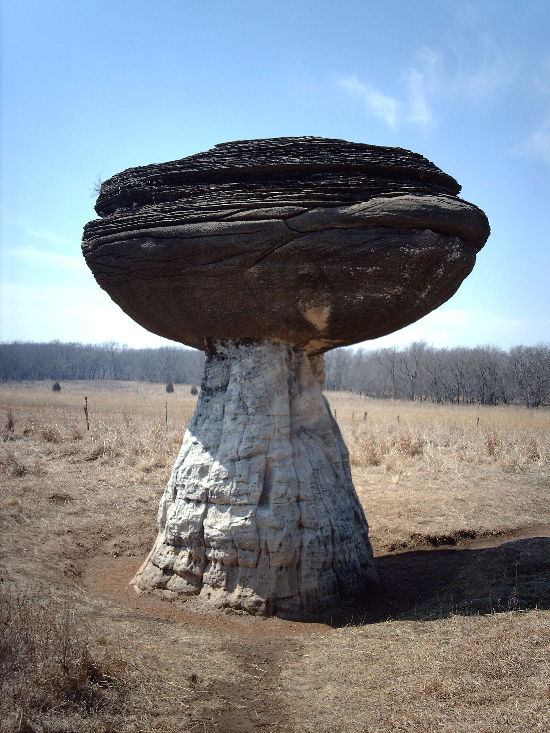 mushroom