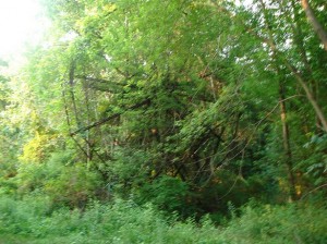 chippewa
