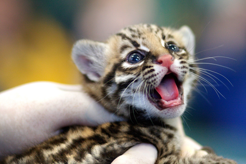 It's all about little baby critters born at the zoos across the world