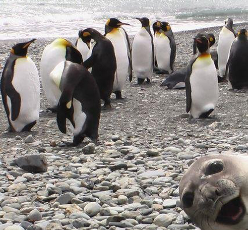 photobombing seal