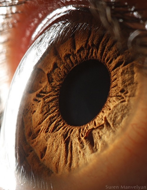Extreme Close-Ups of the Human Eye - Neatorama