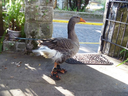 goose bird shoes