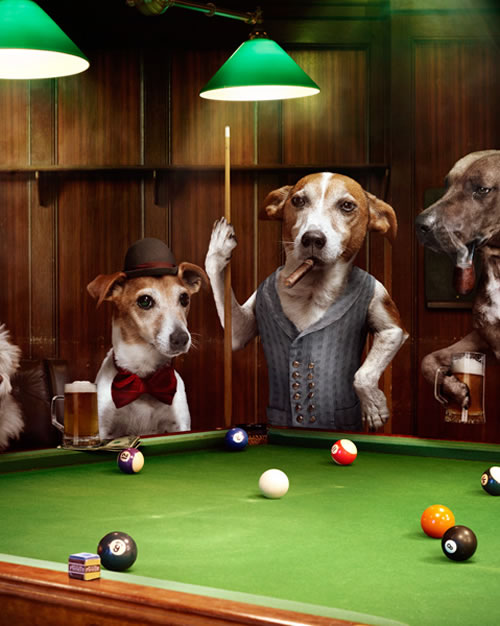 dogs-playing-pool-2.jpg