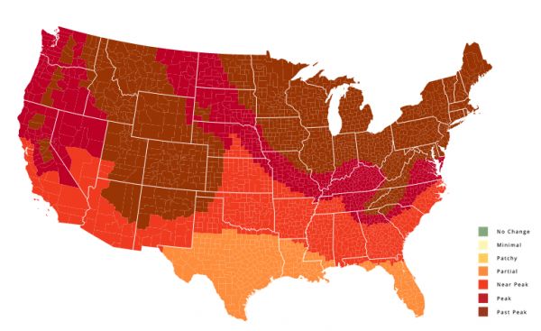 Fall Foliage Chart