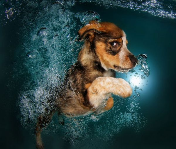 dogs fetching balls underwater