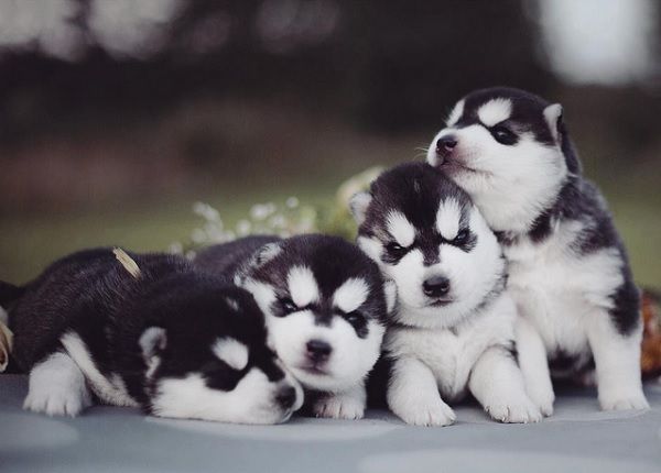 baby husky puppies tumblr