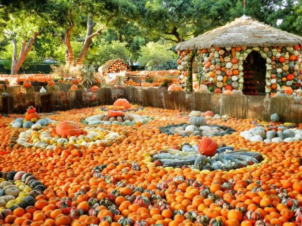 Pumpkin Land