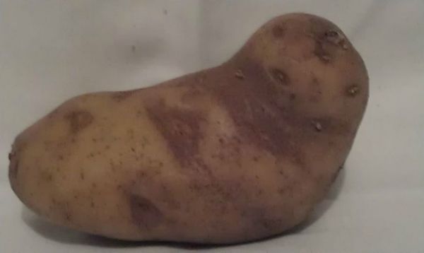 potato