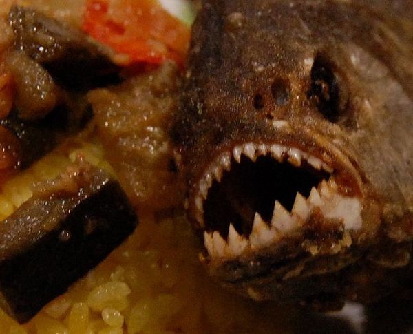 piranha