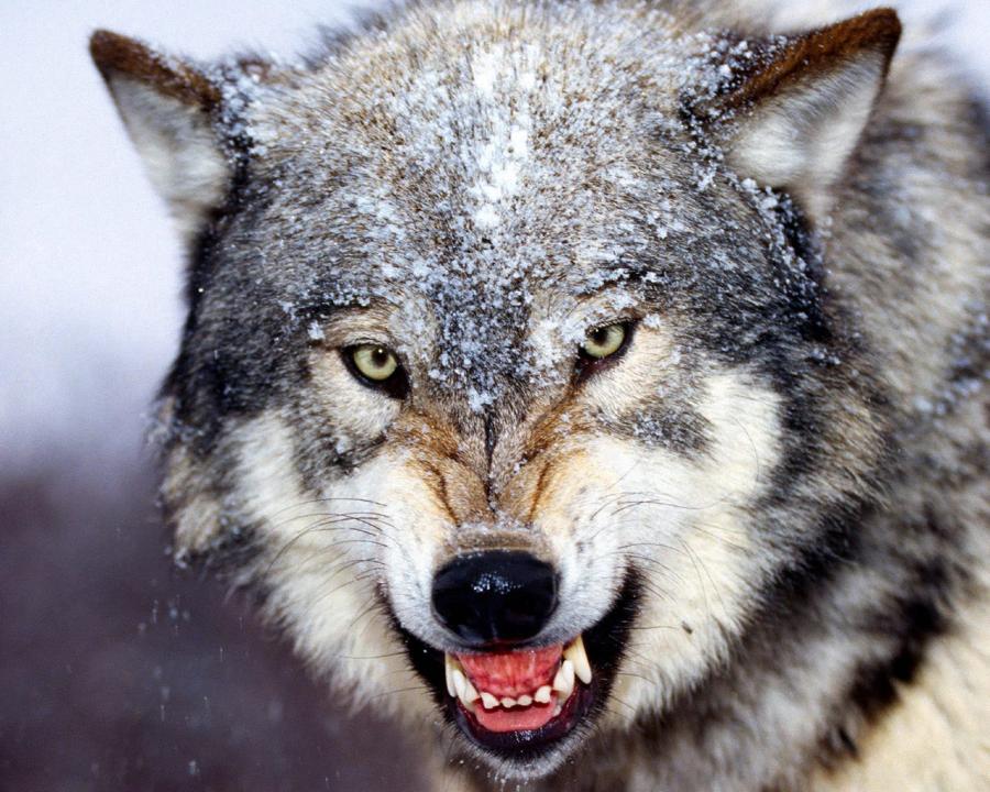 timberwolf.jpg